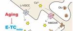 Science | 这是真的！多思考，抗衰老！浙江大学马欢团队揭示潜在机理