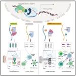 再次发力！陈建军团队合作最新Cell