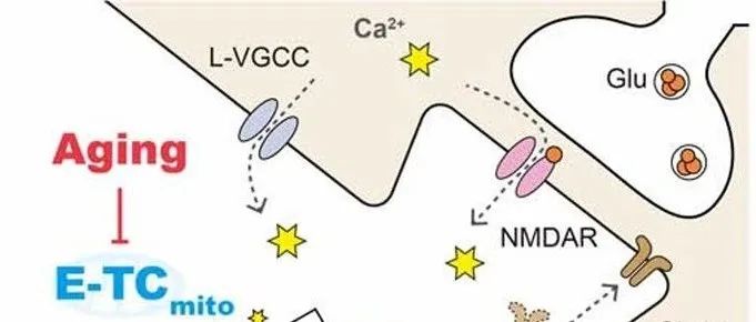 这是真的！多思考，抗衰老！浙江大学最新Science