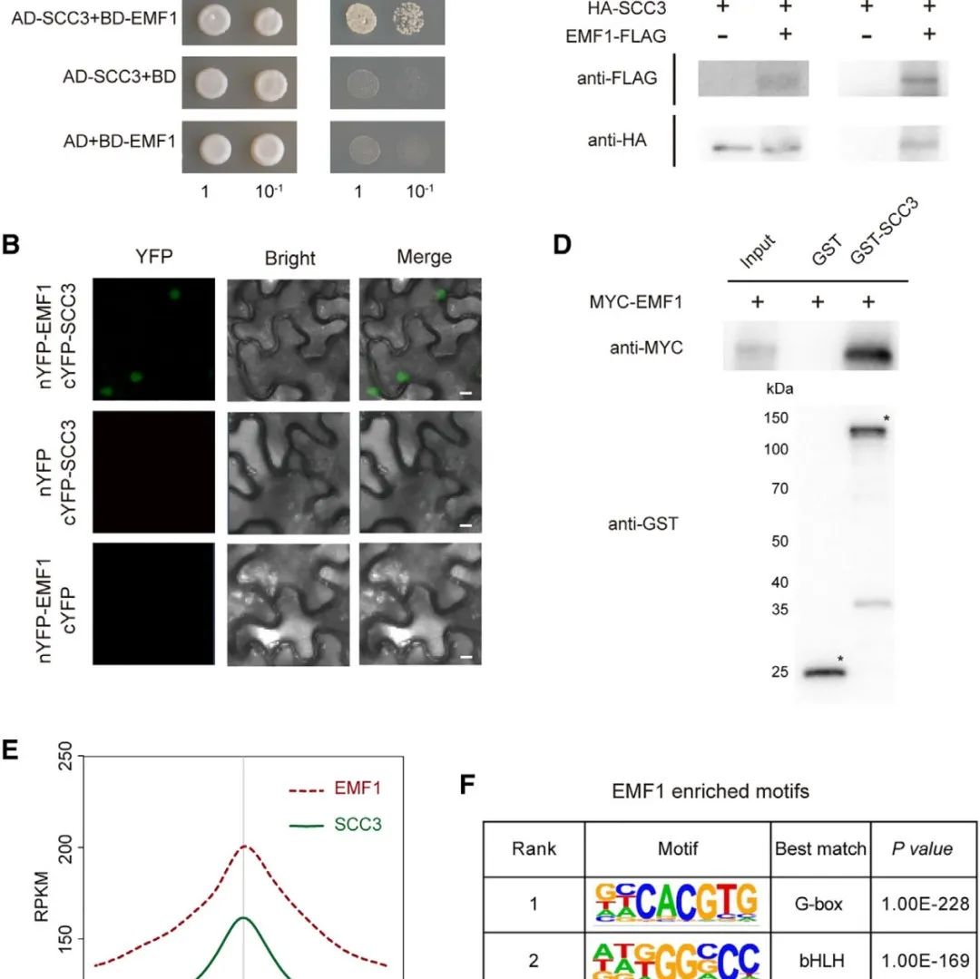 Mol Cell | 北京大学周岳揭示EMF1在植物基因表达调控中的三维染色质作用机制