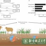 北京林业大学草学院科研团队在高寒草地菌根真菌生态功能方面取得系列进展