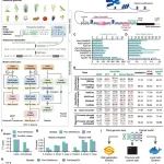 扬州大学博士生一作在植物科学顶尖期刊（ IF5y=17.1）发表研究成果！