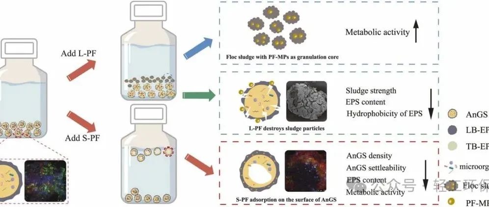 【他山之石】酚醛树脂微塑料对厌氧颗粒污泥的影响：EPS 相互作用机制及其对反应器性能的影响