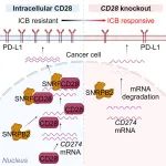 Cancer Cell | 南开大学曹雪涛院士团队CRISPR筛选发现克服乳腺癌免疫治疗耐药新靶点