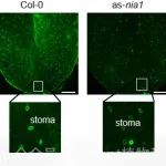 中国科学院微生物研究所郭惠珊组最新Molecular Plant揭示m6A重构长链非编码RNA高级结构调控气孔运动的分子机制