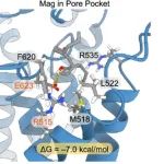 PNAS | 药物结合位点对钙活化氯离子通道的调节