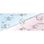 文献分享| Nucleic Acids Research：编程ADAR募集发夹RNA传感器以检测内源性分子