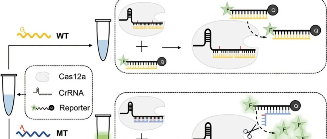 一种高特异性且高灵敏性的利用CRISPR-Cas12a的激活和反式切割特性的三错配检测方法