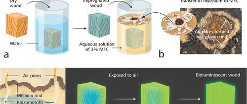 Advanced Science | 新型夜光木材无需电力即可照亮家居：利用无环蜜环菌