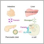 Cell子刊 | 清华大学王一国等揭示了“肠促生存素-胰高血糖素轴”稳糖作用！