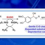 ACS Catal.：对乙酰氧基苄基醚的生物催化裂解： 在保护基化学中的应用