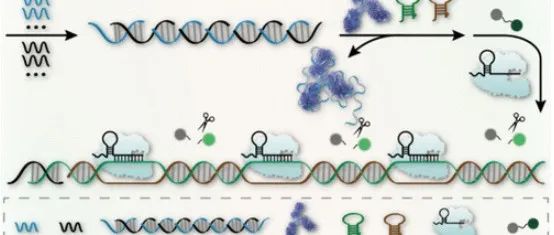 AC.多价适配体结构介导的荧光适配体传感器结合HCR和CRISPR-Cas系统用于阿尔茨海默病的早期诊断