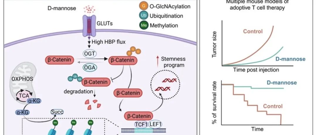 Cancer Cell | 苏州系统医学研究所李贵登团队揭示甘露糖代谢增强T细胞干性分化的新机制并提出建立长效抗肿瘤能力的新策略