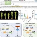 PNAS|浙江大学娄永根/李冉团队发现基因编辑造成的“意外突变”提高了水稻的抗虫性