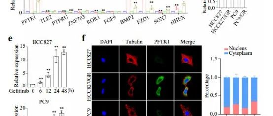 Commun.Biol|甲基化调节PFTK1通过Wnt/β-catenin信号传导在EGFR突变NSCLC细胞调节吉非替尼耐药性