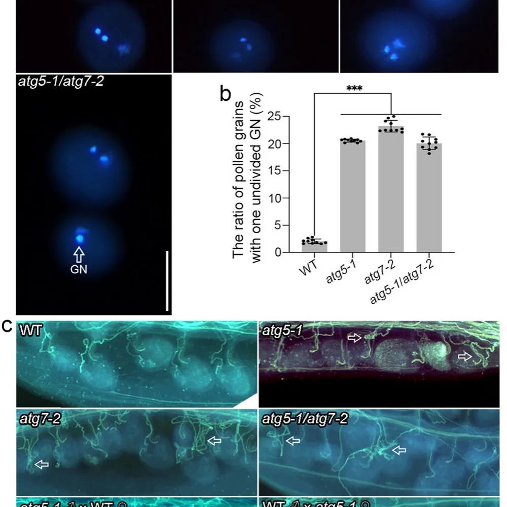 Nat Commun | 华南农业大学王浩团队揭示自噬调节拟南芥雄性配子体的育性和控制肌动蛋白的组织