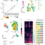 Nat Cell Biol | 染色质重塑在受损肠道隐窝中协调TGFβ和Hippo信号通路驱动组织再生