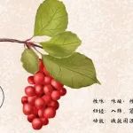速看！吉林大学揭示五味子多糖如何通过调节肠道菌群和色氨酸代谢途径预防酒精性肝病