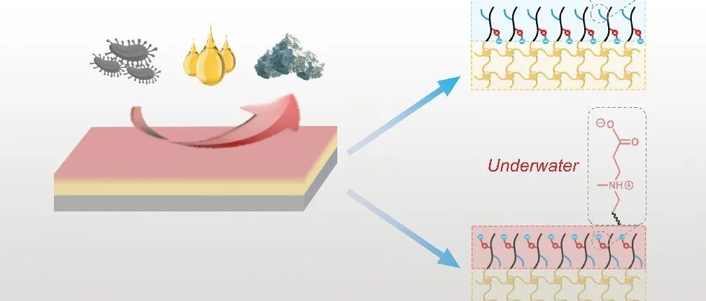 华南理工大学马春风教授 Adv. Mater.：自适应两性离子基聚硅氮烷广谱抗粘附涂层