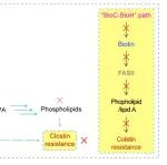 Sci Adv | 浙江大学冯友军课题组揭示抗ESKAPE感染的生物素代谢新靶点