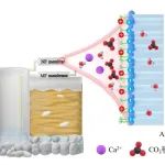 四川大学刘百仓团队Desalination：纳滤膜表面接枝荷正电单体通过主被动协同效应减缓地下水膜结垢行为