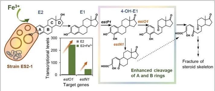 安徽农大孙凯、南京农大高彦征ES&T：Fe（Ⅲ）辅助Novosphingobium sp. ES2-1调控17β-雌二醇降解机制