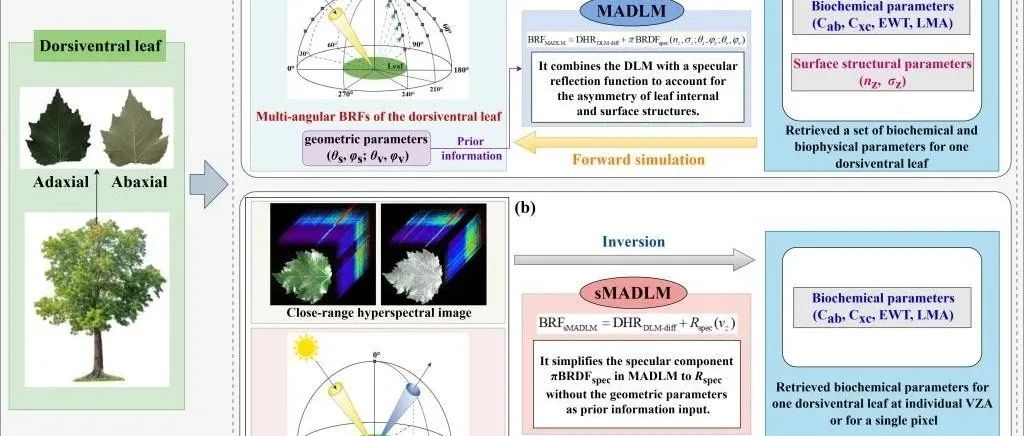 东北师范大学博士研究生以第一作者在1区top期刊（IF=11.1）发表最新成果！