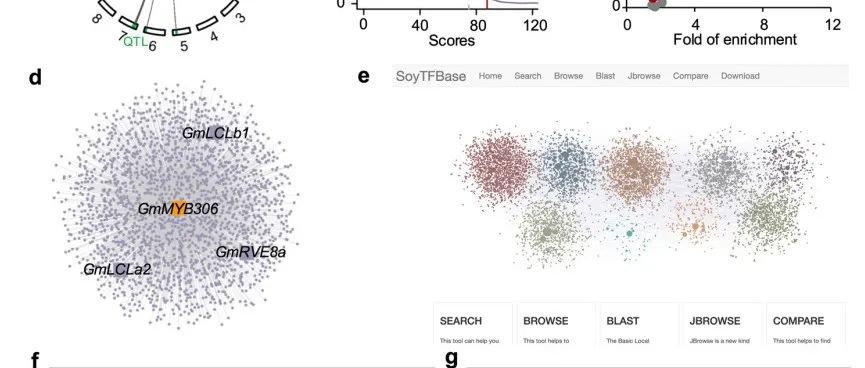 文献分享 | 通过转录调控网络揭示调控大豆农艺性状的关键转录因子