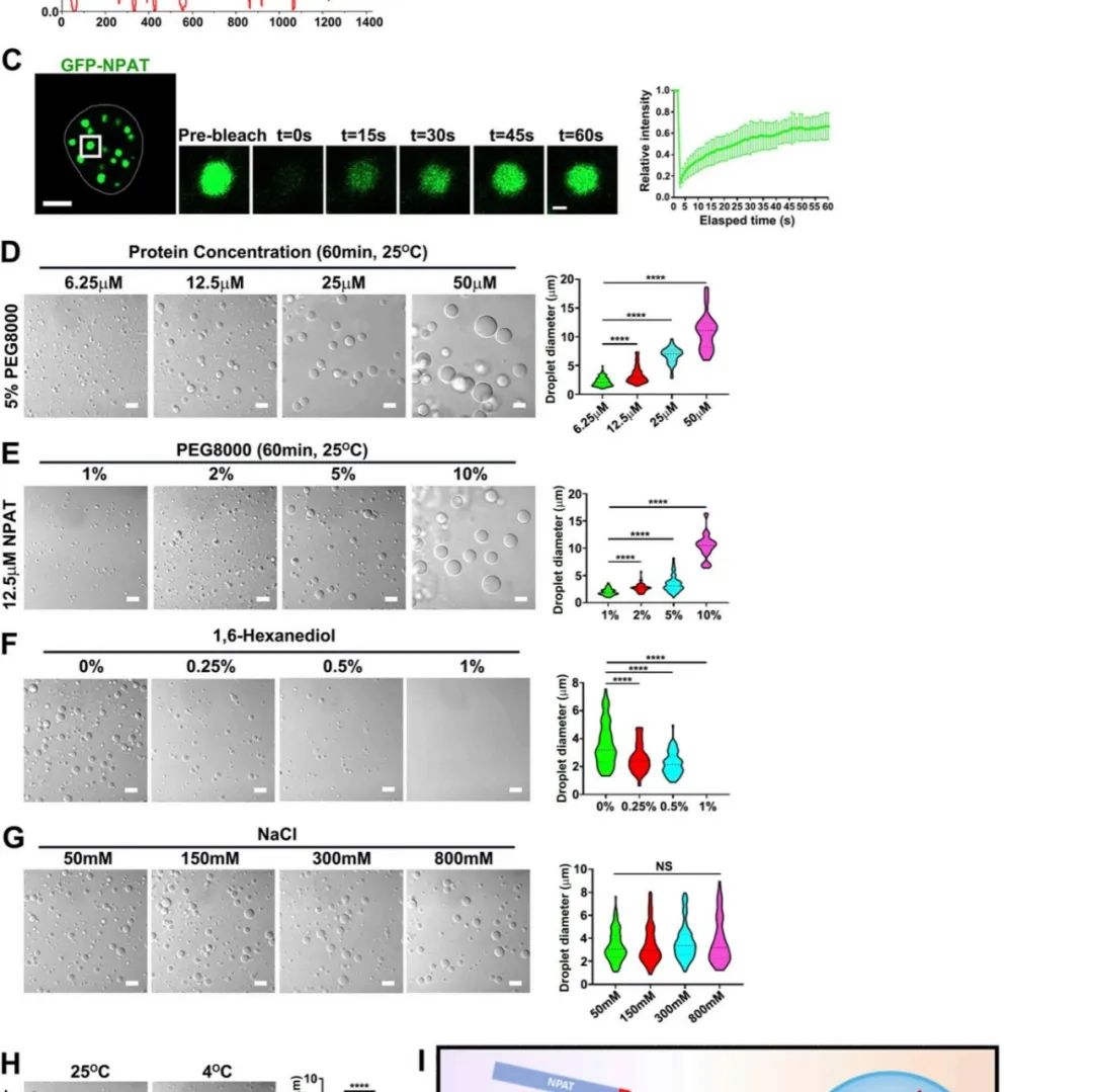 J Cell Biol | 浙江大学郑莉灵揭示 KPNA3通过调控NPAT的凝聚和核输入来调节组蛋白位点体的形成