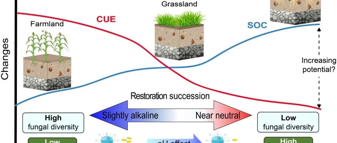 土壤碳利用效率丨GLOBAL CHANGE BIOL：植被恢复过程中，土壤有机碳会随着微生物碳利用效率的降低而增加
