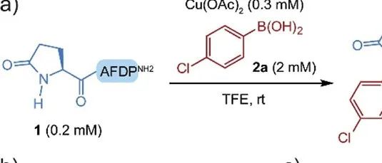 J. Am. Chem. Soc.｜铜催化交叉偶联用于焦谷氨酸选择性修饰