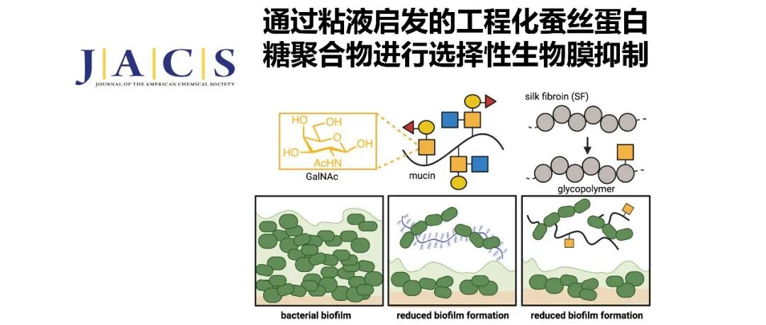 JACS | 通过粘液启发的工程化蚕丝蛋白糖聚合物进行选择性生物膜抑制