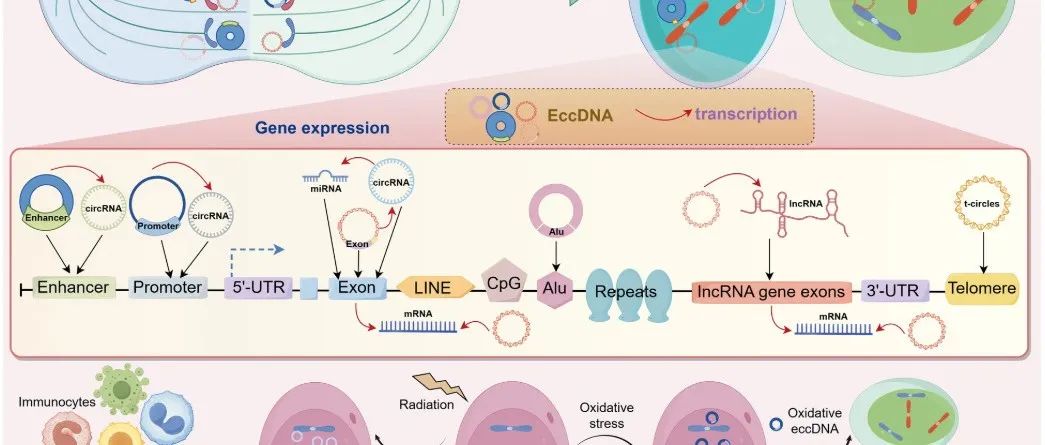 Mol Cancer丨中山大学向熙等团队研究发表揭示染色体外环状DNA的奥秘：从一代到人类癌症和健康的临床相关性的综述