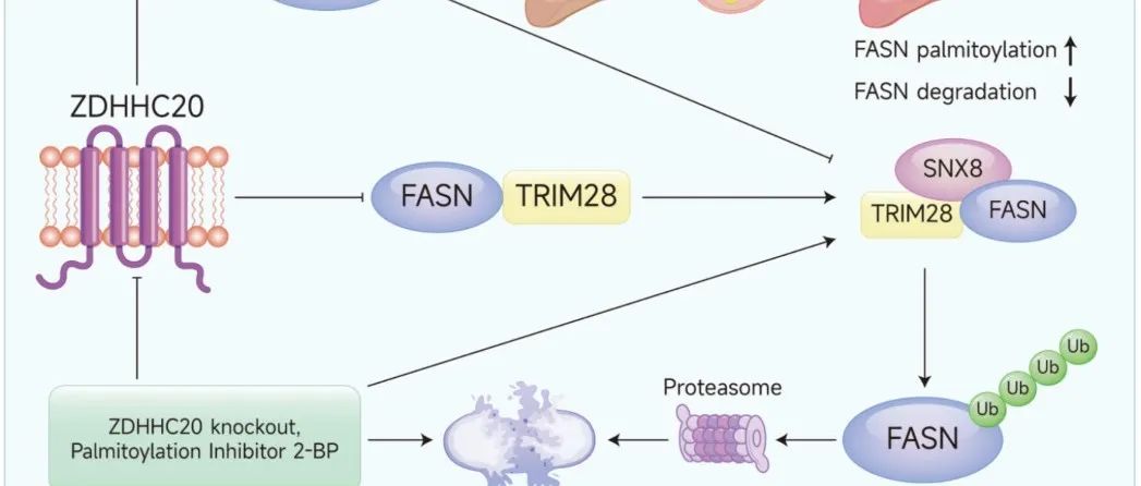 Mol Cancer丨重庆大学徐波等团队合作研究表明ZDHHC20介导的S-棕榈酰化脂肪酸合成酶（FASN）促进肝癌的发生