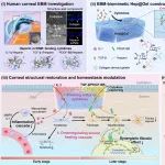 浙江大学姚克、韩海杰团队 Sci. Adv.：基底膜仿生水凝胶促进角膜损伤少瘢痕化愈合