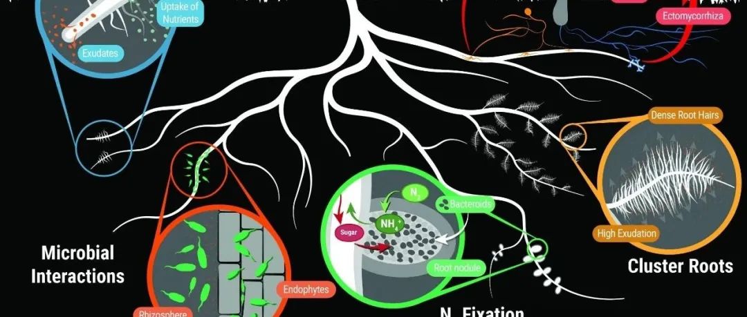 《Nature》子刊！一项突破性研究揭示地下共生关系的重要性！