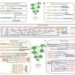 中国科学院遗传发育所博士生一作在著名期刊综述小RNA对作物性状改良的调控作用！