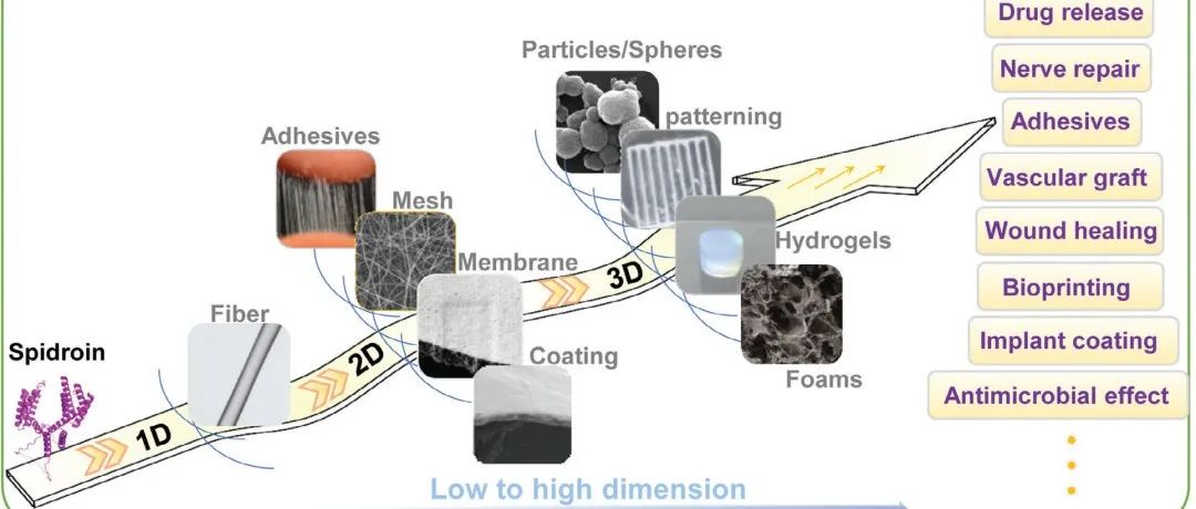 香港科大孙飞教授团队 AFM 综述：蜘蛛丝蛋白质在生物医学应用中的潜力