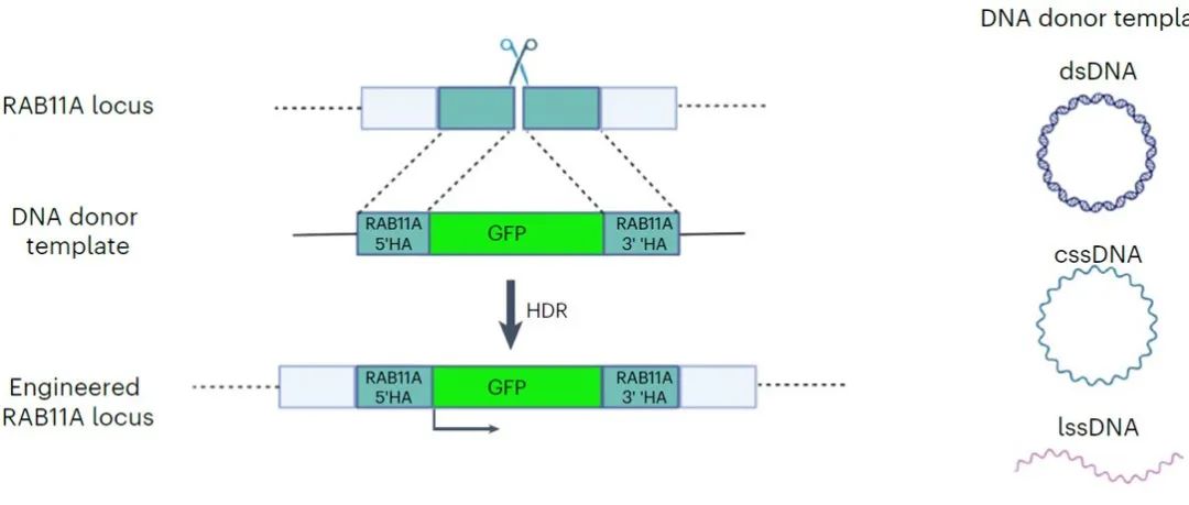 Nat. Biotechnol. | 环状单链DNA实现免疫细胞基因组高效编辑