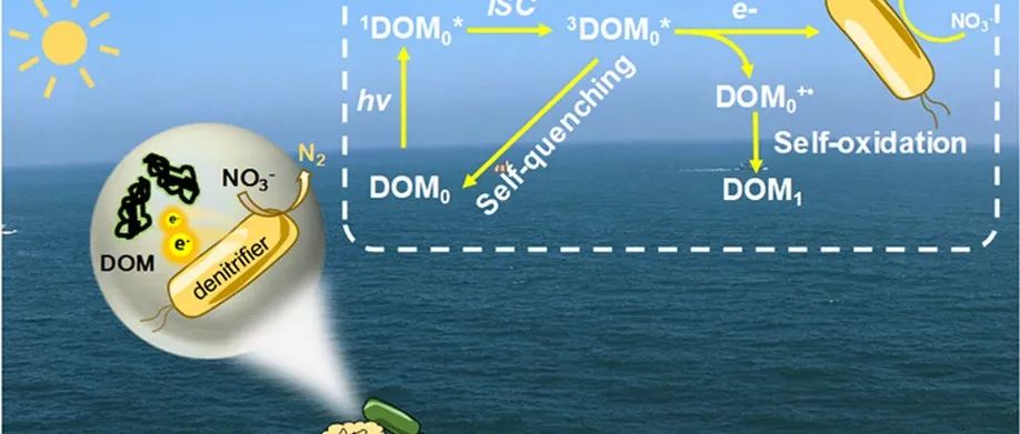 【他山之石】溶解性有机质作为光敏剂，促进微生物的反硝化作用