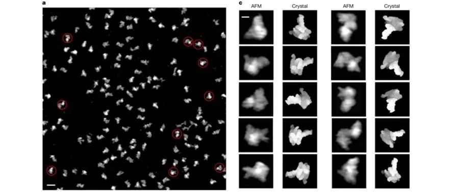 文献分享|Nature：RNase P RNA 在溶液中的构象空间