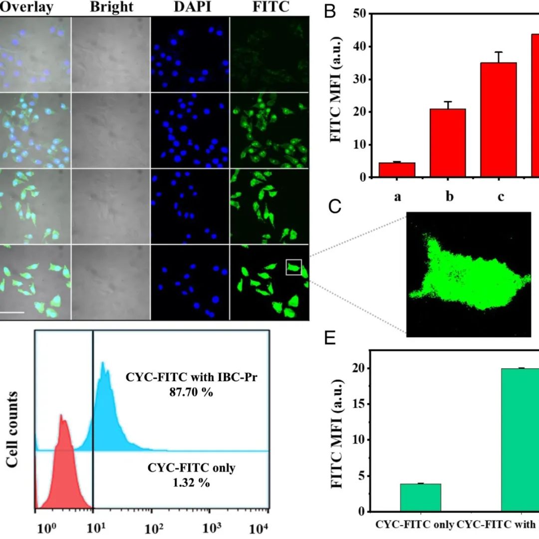 PNAS | 中国石油大学王晓娟对于小分子载体用于跨膜输送具有生物活性的不透膜蛋白的研究