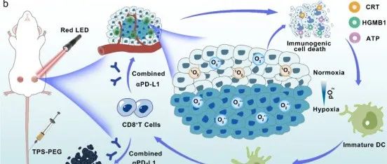 ACS Nano | 西安交通大学葛治伸研究制备具有交错I/II型基序的有效共价有机框架纳米光敏剂用于低氧肿瘤光动力免疫治疗