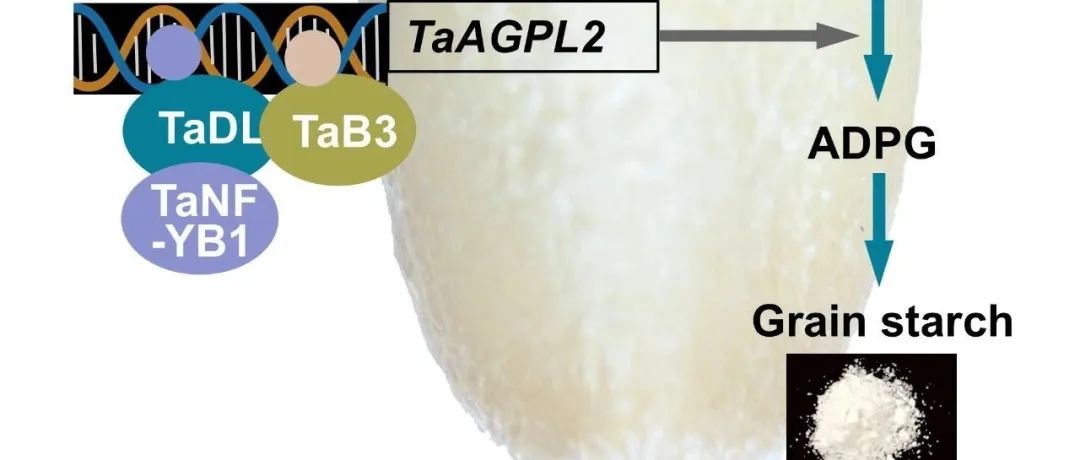 JIPB丨中国农业大学小麦研究中心梁荣奇课题组揭示TaDL-TaB3-TaNF-YB1模块调控小麦籽粒淀粉合成的机制