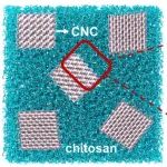 华科大张耀教授团队 Macromolecules：壳聚糖-纤维素纳米晶界面力学行为