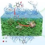 同济大学张伟贤、邓子龙团队JHM：纳米纤维素构筑的MOFs高分散纳米零价铁三元气凝胶协同去除4-氯硝基苯的机制研究