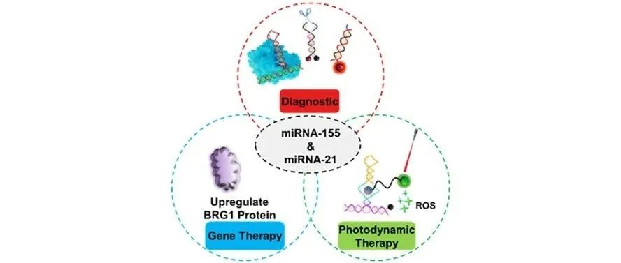 文献分享| JACS.：CRISPR/RNA 适配体系统由 AND 逻辑门激活，用于生物标志物驱动的治疗诊断学