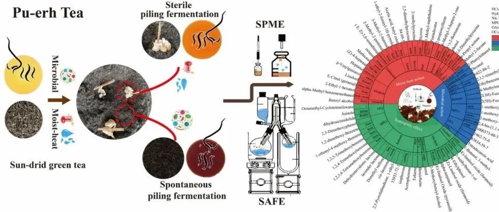 Food Chem X | 微生物与湿热的香气魔法：科学揭示普洱陈香之谜