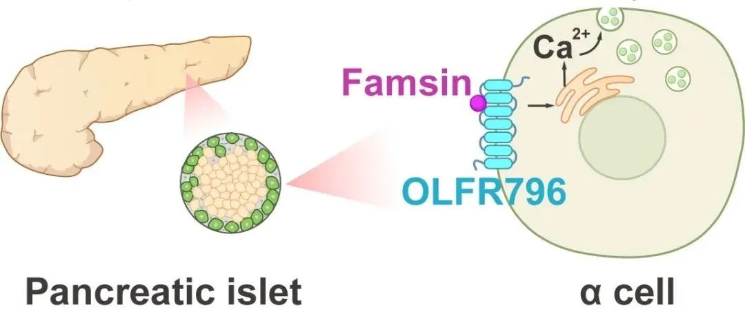 Cell Metab | 清华大学生命学院王一国团队与合作者揭示“肠促生存素-胰高血糖素轴”稳糖作用