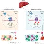 Hepatology丨李楠/陶用珍/尹慧勇合作揭示肿瘤细胞中的代谢酶通过表观遗传学调控TGF-β信号通路逃逸免疫监视